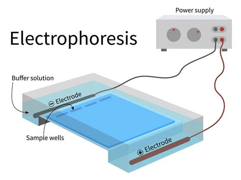 buffer electric current in the electrophoresis box|electrophoresis anode and cathode.